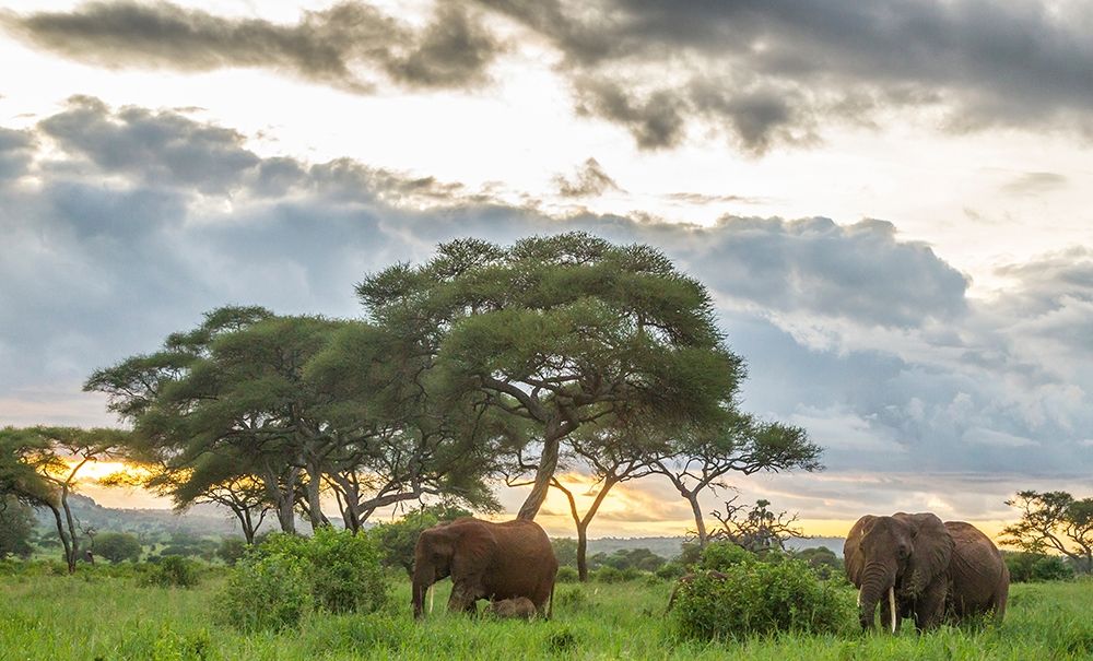 Africa-Tanzania-Tarangire National Park African elephants at sunset  art print by Jaynes Gallery for $57.95 CAD